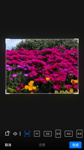 酵母菌capturas de pantalla de la aplicación5